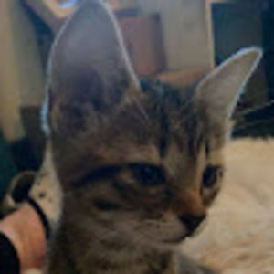 Meet your Posher, Nadya